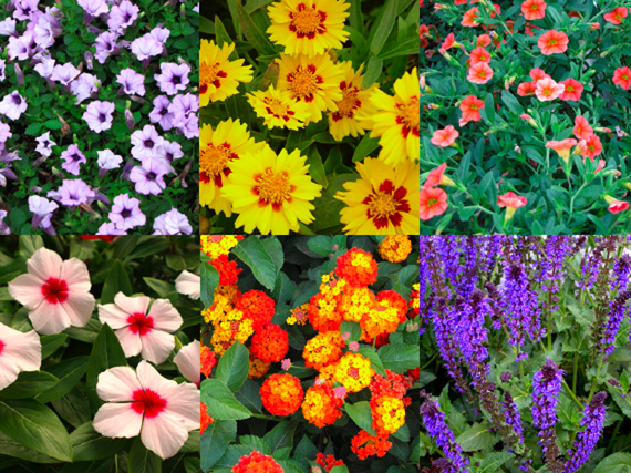 Flores de primavera-verano  